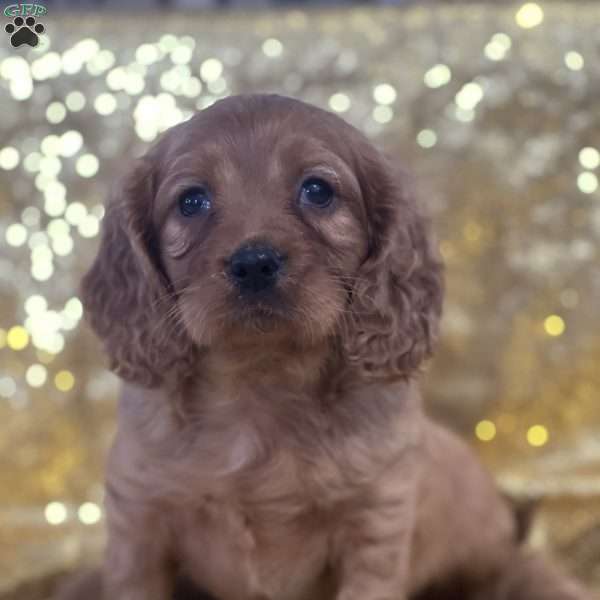 Ralph, Cavapoo Puppy